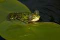 Teichfrosch (Rana kl. esculenta) - 19